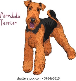 color sketch of the dog Airedale Terrier breed 