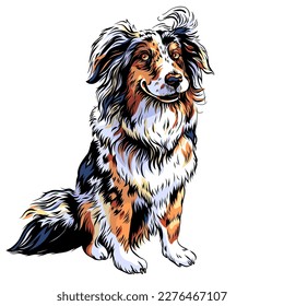 Color sketch of dog black-white-copper tricolor Australian Shepherd breed, Aussie or little blue dog