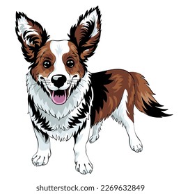 Color sketch of dog Cardigan Welsh Corgi breed staying and smiling, black and tan with white markings