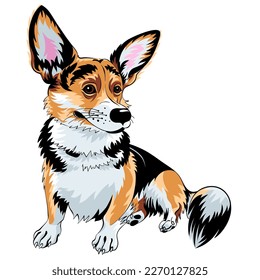 color sketch of dog Pembroke Welsh corgi breed sitting and smiling
