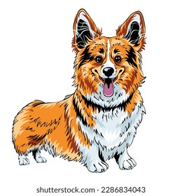 color sketch of dog Pembroke Welsh corgi breed smiling