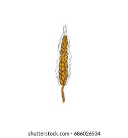 Color Sketch Ear of wheat