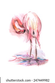 color sketch flamingo