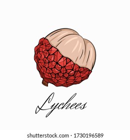 Color sketch lychee tropical fruit illustration with calligraphy inscription a white background. Half berries. Exotic delicious delicacy. Vector object for menus, recipes and your design.