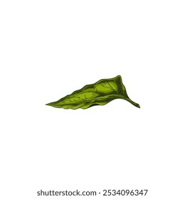 A color sketch of a physalis leaf on a white background. A vector illustration depicting a fresh, juicy element, ideal for promoting healthy eating, garden and nature.
