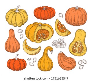 Color sketch set with pumpkins. Vector isolated illustration in retro style. Thanksgiving, harvest, autumn, farm, fair. For banners, backgrounds, advertising, posters, menus.