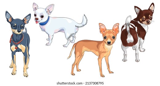 color sketch of shorthair deer-head white cute dog Chihuahua breed smiling