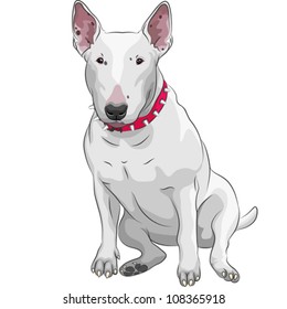 color sketch of a white Bull Terrier Dog sitting isolated on the white background