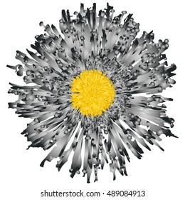 Color splash vector flower illustration. Grey flower.