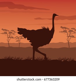 color sunset scene african landscape with silhouette ostrich standing