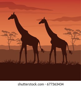 color sunset scene african landscape with silhouette giraffes standing