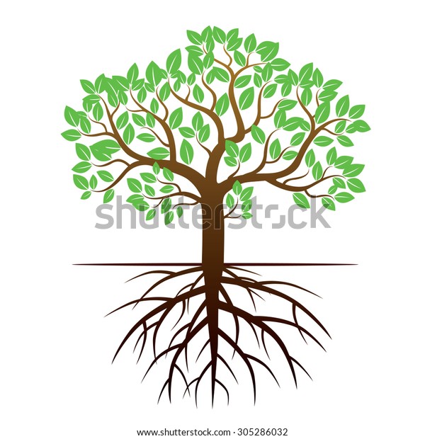 Color Tree Roots Vector Illustration Stock Vector (Royalty Free) 305286032