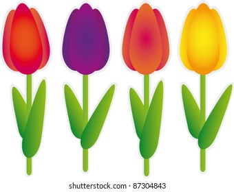 Color tulip