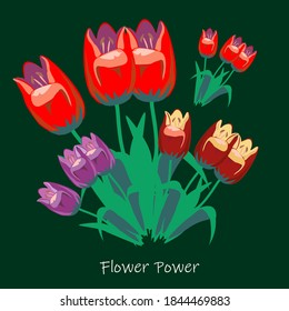 color tulips flower vector image