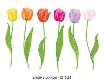 Color tulips. Vector illustration