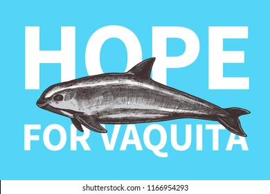 Color typography design International day save the vaquita. Poster with hand drawn sketch Gulf of California harbor porpoise and text hope for vaquita. Protection of wildlife and endangered specie