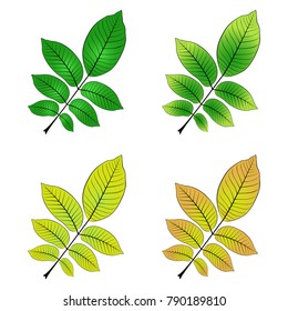 color variations vector illustration of walnut leaf