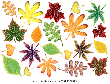 color vector autumn leaves on white background