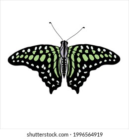 Color vector butterfly, isolated on the white background. Tropicalfluing insect.