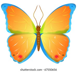 Color vector butterfly on a white background