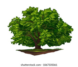 Color Vector Cartoon Illustration Of Big Green Tree Isolated On White Sketch Hand Drawn Style