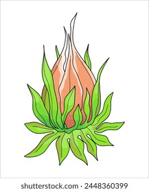 Color vector clipart of a tropical flower, plant, bud on a transparent background. Coloring book, postcard, tattoo.