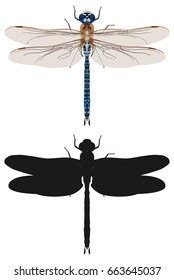 Color vector dragonfly pattern  Anax imperator with black silhouette on white background.
