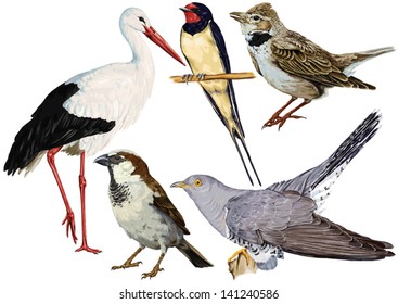 color, vector drawing of wild common bird species, Ciconia, stork, White Stork, cuckoo order of birds, species of swallow, Calandra Lark, sparrow family