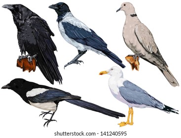 color, vector drawing of wild common bird species, common Raven, Corvus Corax, Hooded Crow, pecies in the crow genus, Yellow-legged Gull, magpies, Collared Dove