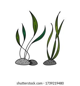 color vector element, black and white drawing of a marine inhabitant, doodle coloring, seaweed