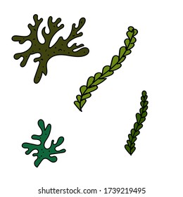 color vector element, black and white drawing of a marine inhabitant, doodle coloring, seaweed