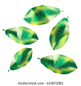 color vector green leaves isolated on white background