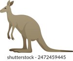 Color vector illustration of Australian kangaroo. Wild marsupial isolated on white background. Australia and New Guinea.