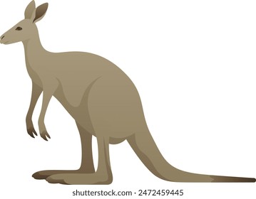 Color vector illustration of Australian kangaroo. Wild marsupial isolated on white background. Australia and New Guinea.