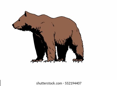 Color vector illustration of bear Grizzly isolated on white background