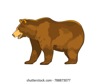 Color vector illustration of bear Grizzly isolated on white background