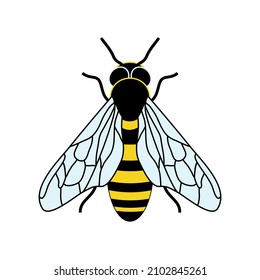 Color vector illustration of a bee in realistic style top view. 