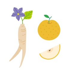 Color Vector Illustration Of Bellflower Roots And Pear Fruit Shapes. Cute, Neat, Independent Icon Drawing.	
