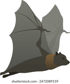 Color vector illustration of black flying fox or fruit bat. Wild animal isolated on white background. Wildlife of Australia, New Guinea, and Indonesia.