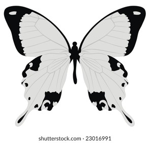 Color vector illustration of butterfly