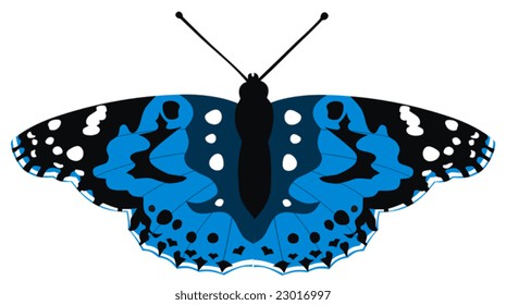 Color vector illustration of butterfly
