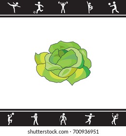 Color vector illustration. Cabbage icon