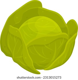 color vector illustration of cabbage, proper nutrition, vegetarian food, cabbage head, greens and vegetables