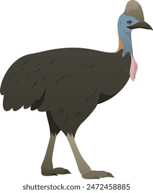 Color vector illustration of cassowary bird. Wild large flightless bird isolated on white background. Tropical wildlife.