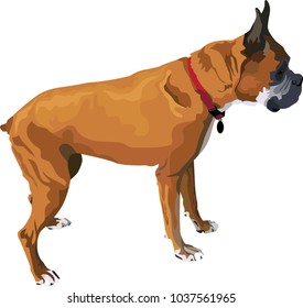 Color vector illustration of a clipped-ear boxer breed dog with a collar and tag, in profile against a white background.