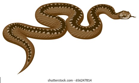 color vector illustration of a crawling snake Viper