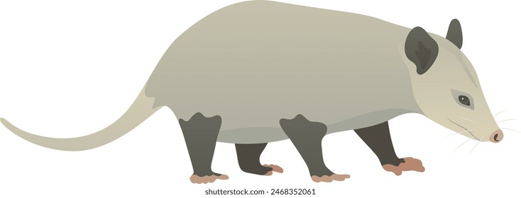 Color vector illustration of cute opossum standing, walking, side view. Wild omnivorous animal isolated on white background. Wildlife of America.