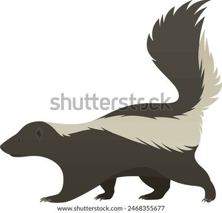 Color vector illustration of cute skunk sneaking, walking, side view. Wild omnivorous animal isolated on white background. Wildlife of the world.