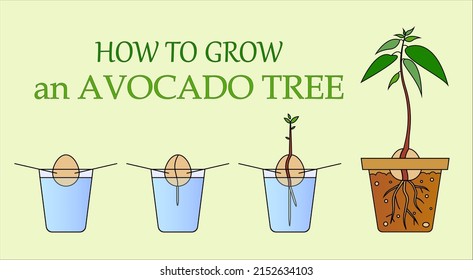 color vector illustration cycle of growing an avocado tree from a seed in a glass of water on toothpicks and the inscription "how to grow an avocado tree"