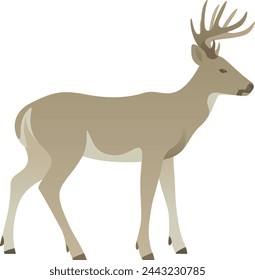 Color vector illustration of deer or reindeer standing, walking, side view. Wild animal with antlers isolated on white background. Forest wildlife.